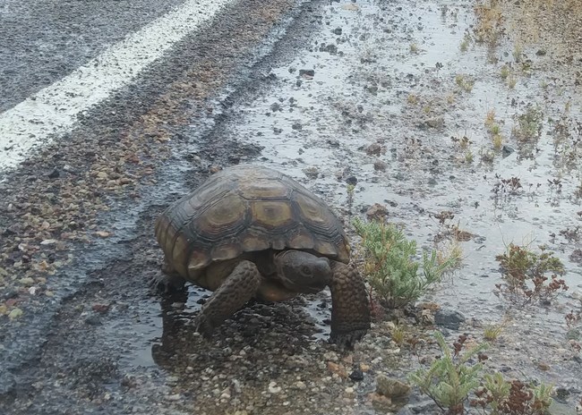 a tortoise next to a road in the rain