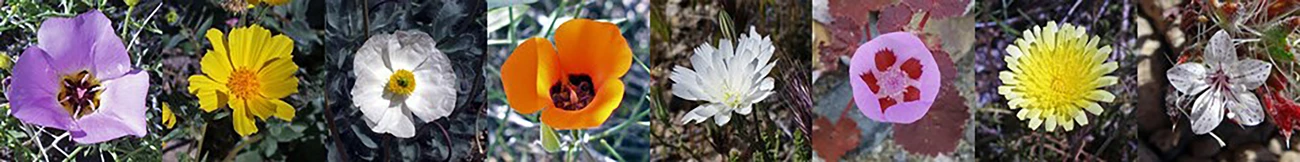 This image features eight close-up photographs of different wildflowers, lined up horizontally against natural, outdoor backgrounds. The sequence showcases a range of colors including purples, yellows, oranges, and whites.