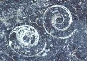 gastropod fossils