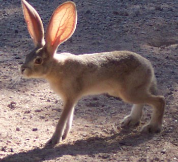 Jackrabbit with large ears.