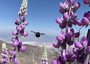 flusters of pea shaped purplish flowers and a large black bee