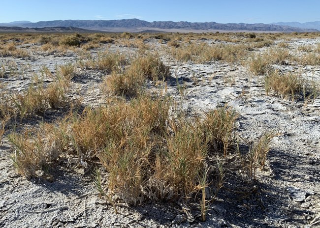 feathery grass growing amid white crusty salty soils