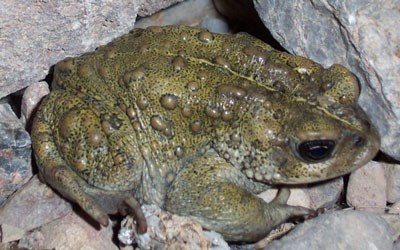 Bumpy greenish toad among rocks