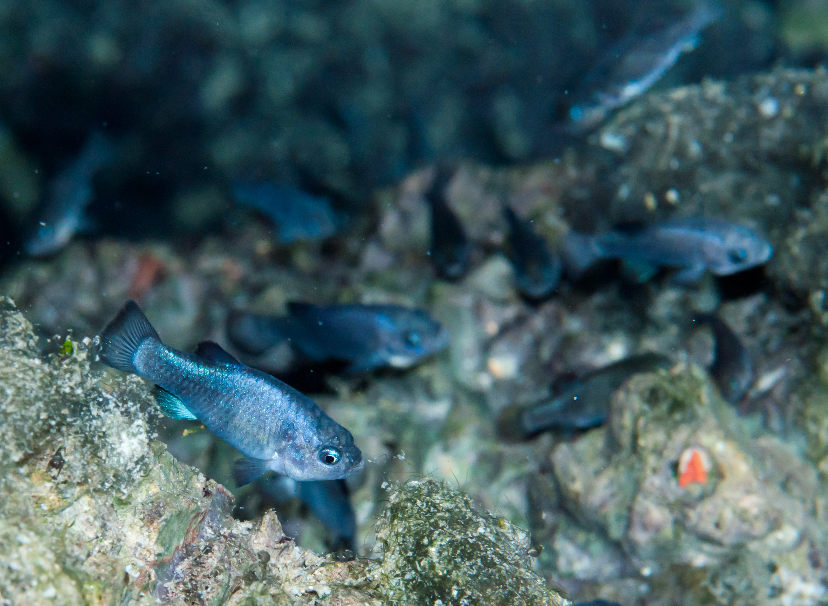 A small blue fish swims above green algae.