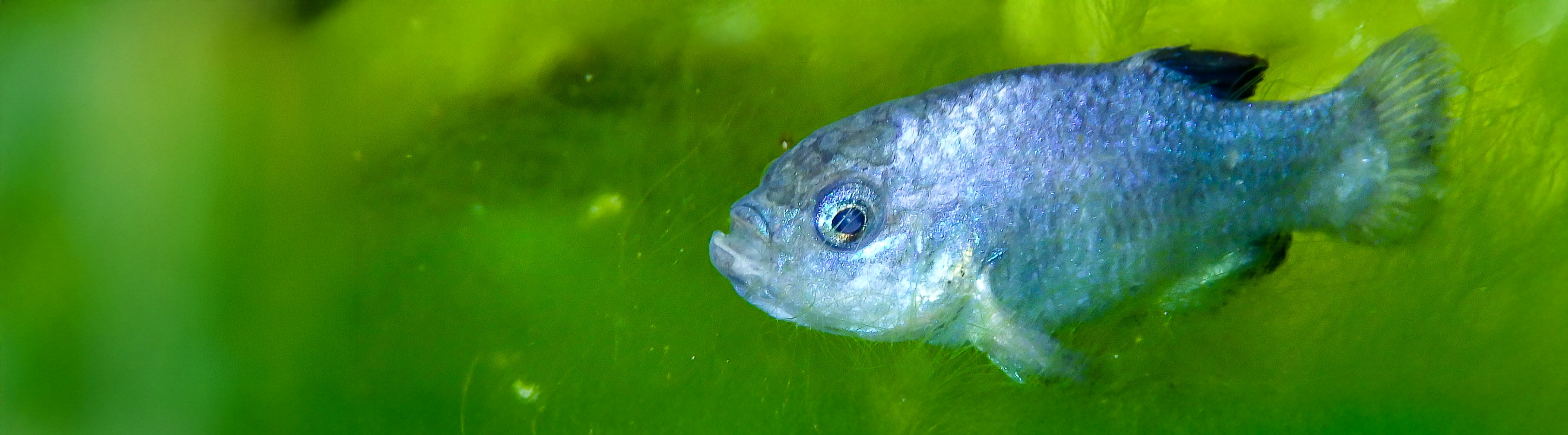 This photograph showcases an underwater scene with two prominently featured fish against a vibrant green backdrop of aquatic moss or algae.