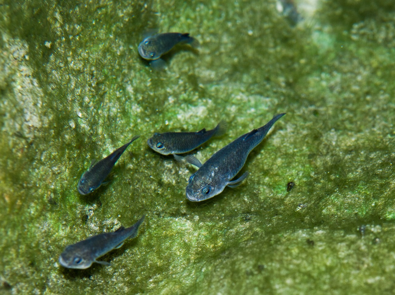 Five small blue fish swim above bright green algae.