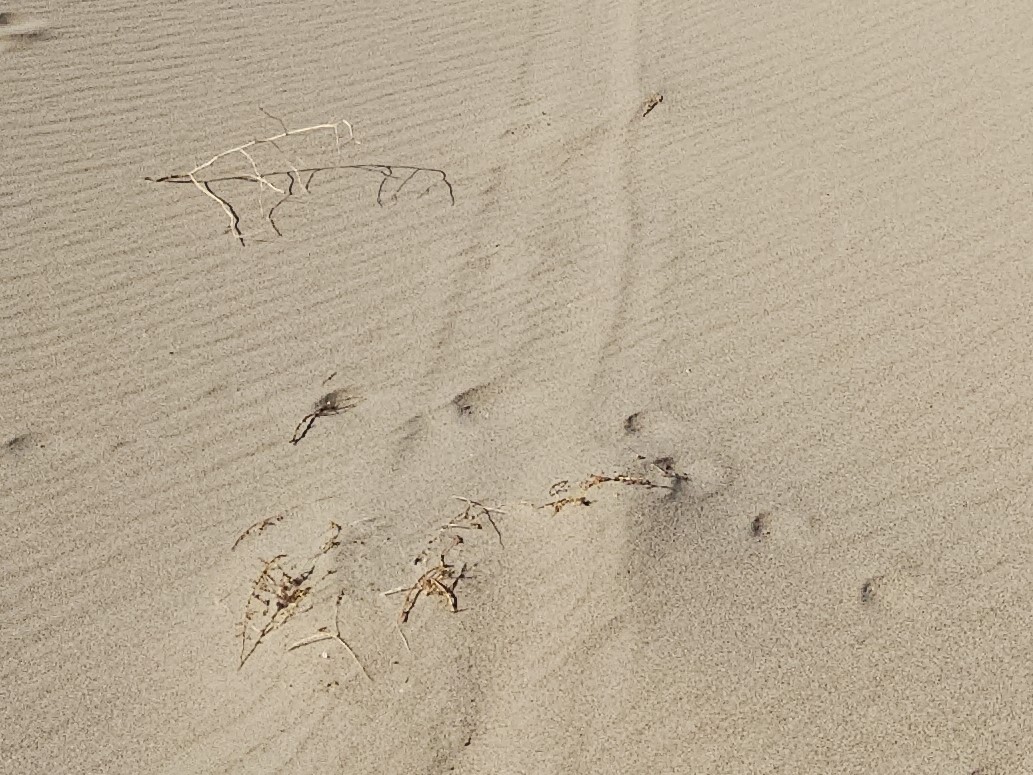 Small bits of broken plants in a tire track on sand.