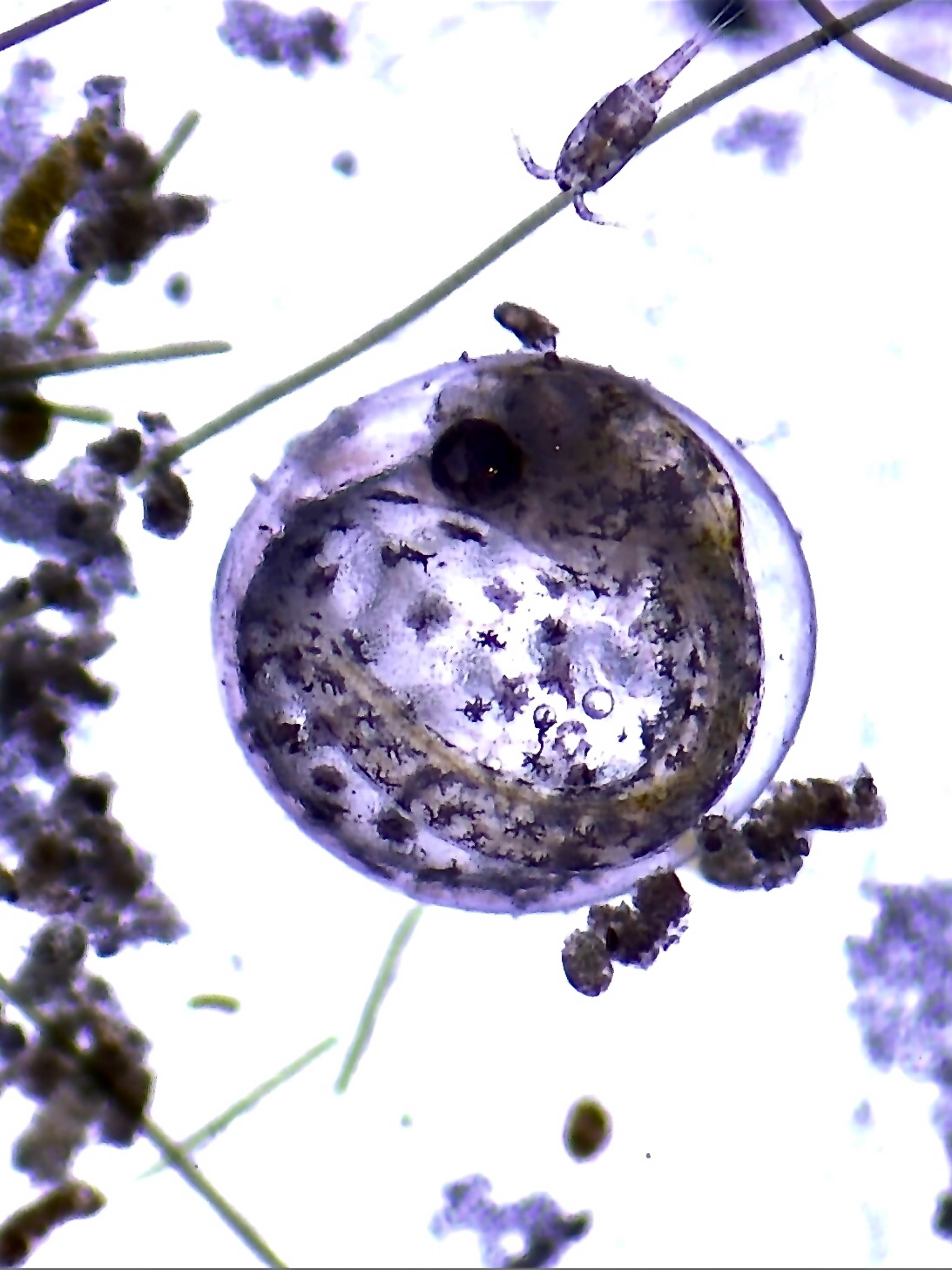 The photograph captures a circular, semi-translucent object under microscopic magnification, densely populated with highly detailed biological structures. The intricate features suggest this might be a developing aquatic organism or a close-up of a single