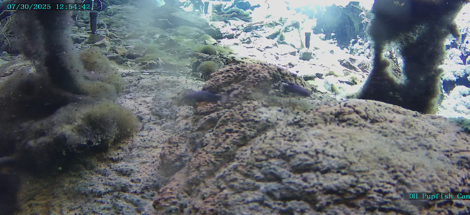 Small blue fish in the foreground are blurry. The background is an underwater scene of brown sediment and two pillars of dark green algae.