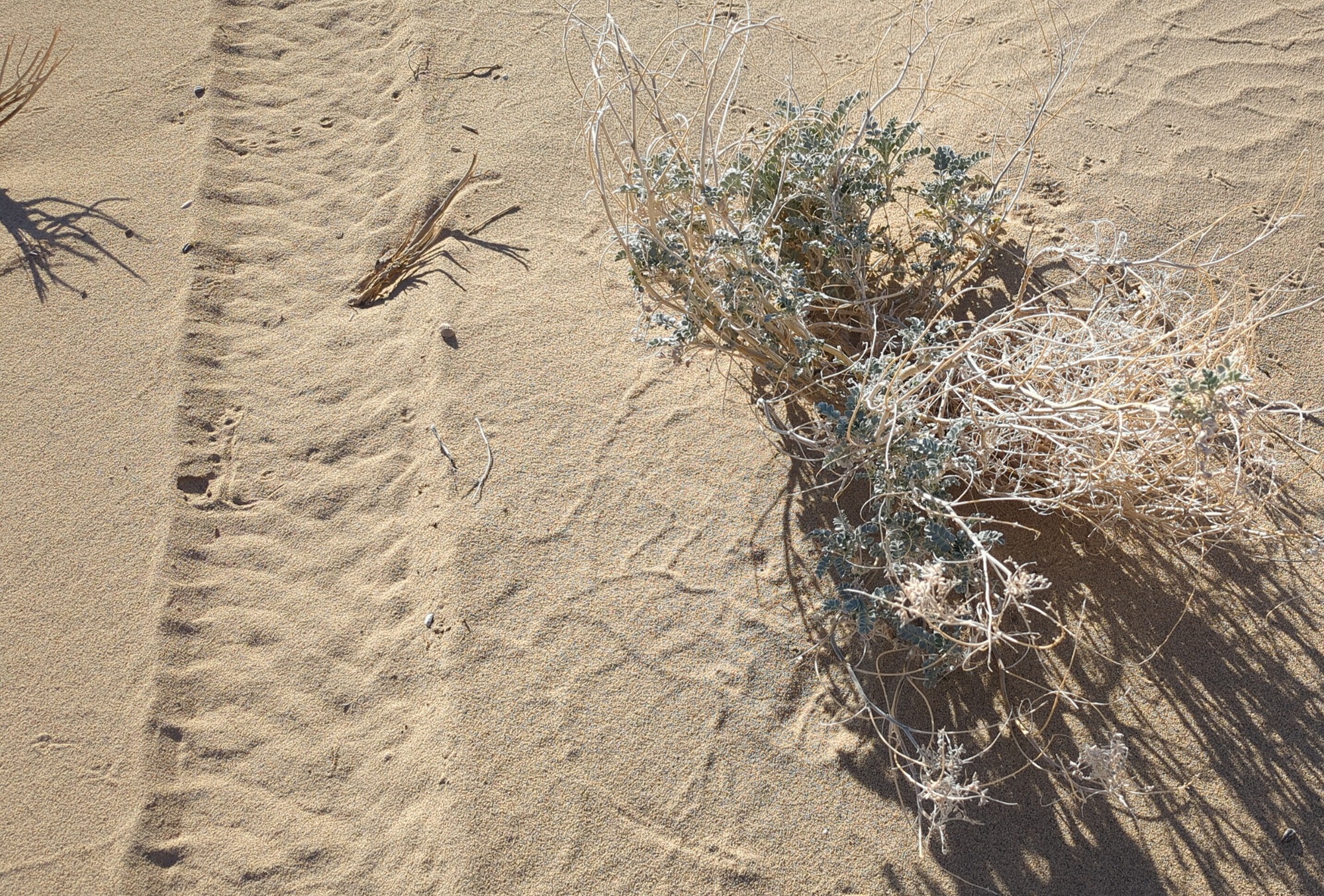 Vehicle tracks in sand to the left of a gray-green small plant.