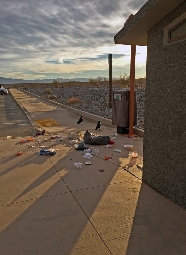 Outside of a pit toilet building, ravens gather around a scattered trash bag and trash, in a desert setting.