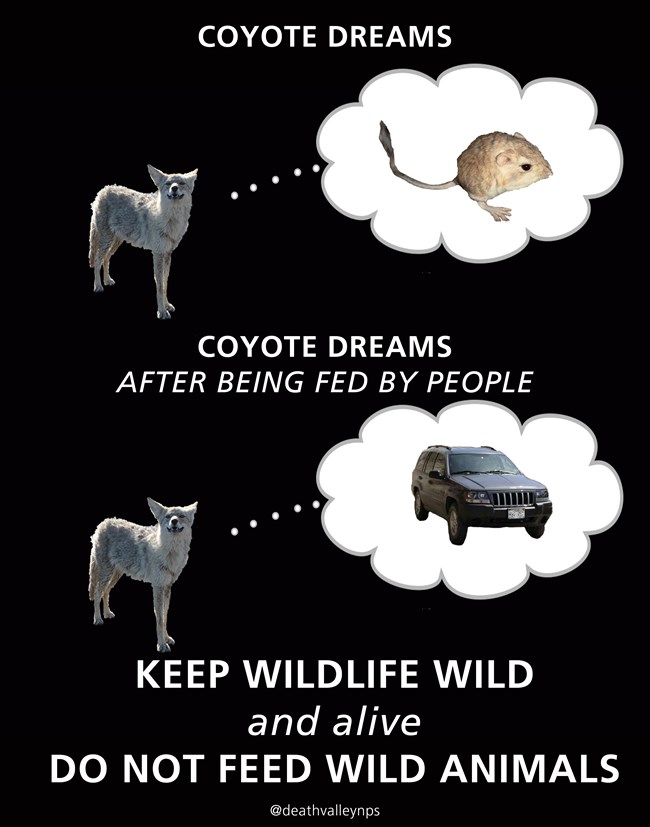 A graphic depicting a coyote dreaming of a kangaroo rat before being fed by people, followed by a coyote dreaming of a car.