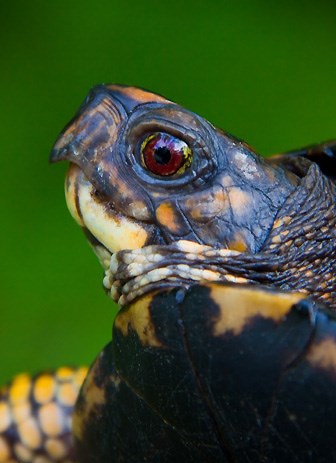 Face of a red-eyed turtle with yellow markings