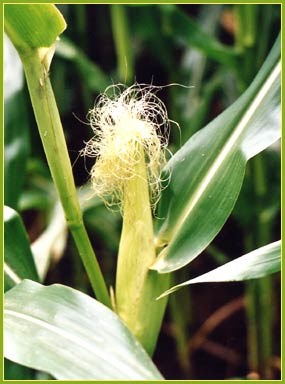 An ear of corn on the stalk