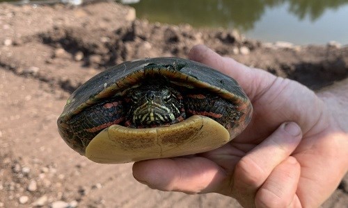 A small turtle hiding in its shell while being held above the ground by a  hand. Dirt and water can be seen in the background.