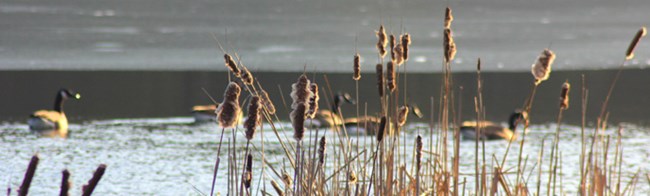 dried reeds with geese on the pond in the background