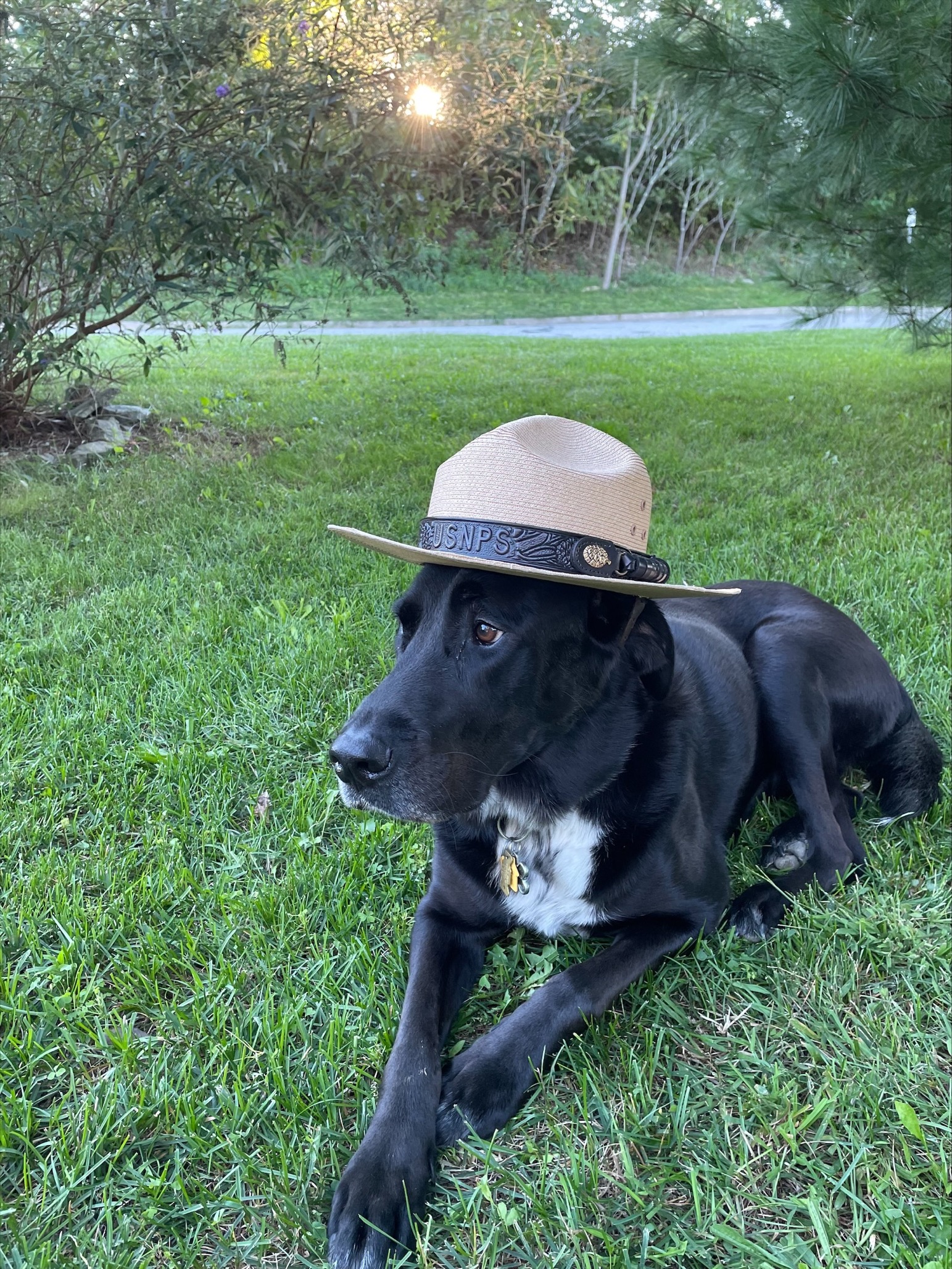 A dog laying in the grass with a straw park ranger hat
