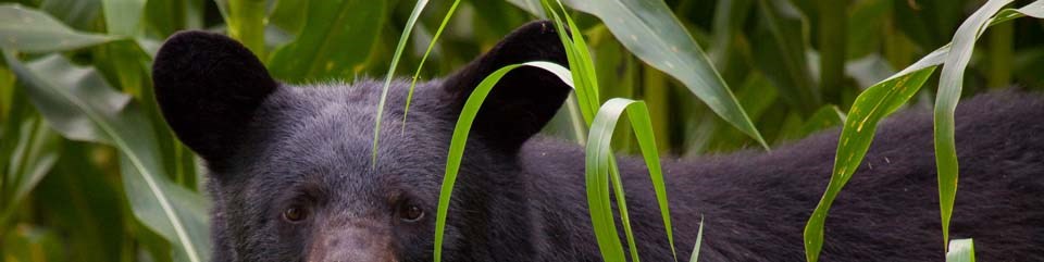 Black bear standing in the brush.