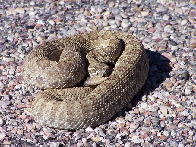 A tan colored snake with darker brown blotches across its body, and a fat head with dark brown lines sweeping away from the eyes, coiled on pavement.