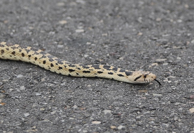 A large, pale yellow snake with a pattern of large back "saddles" running down its spine. Smaller black blotches appear on its sides.