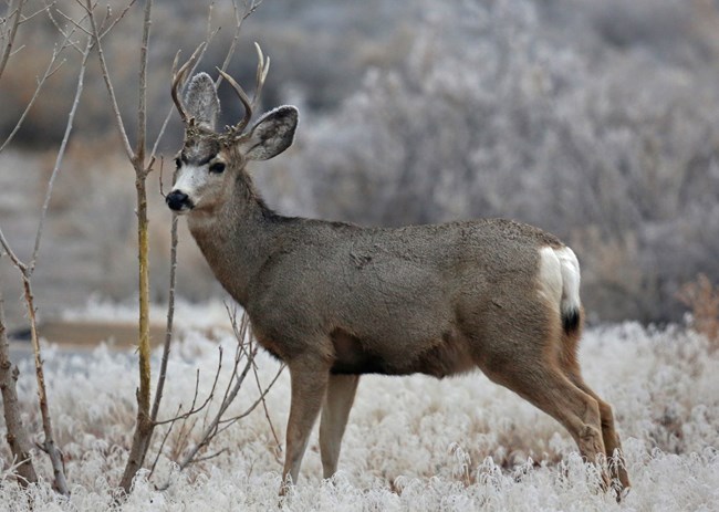 A brown deer with a white face and dark forehead with forking antlers, and a white bum with a black tail tip stands beside a tree in winter.
