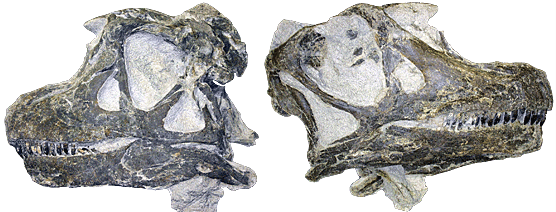 Abydosaurus skull