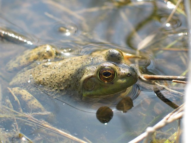A large green frog peers above the surface of the water it lies in.
