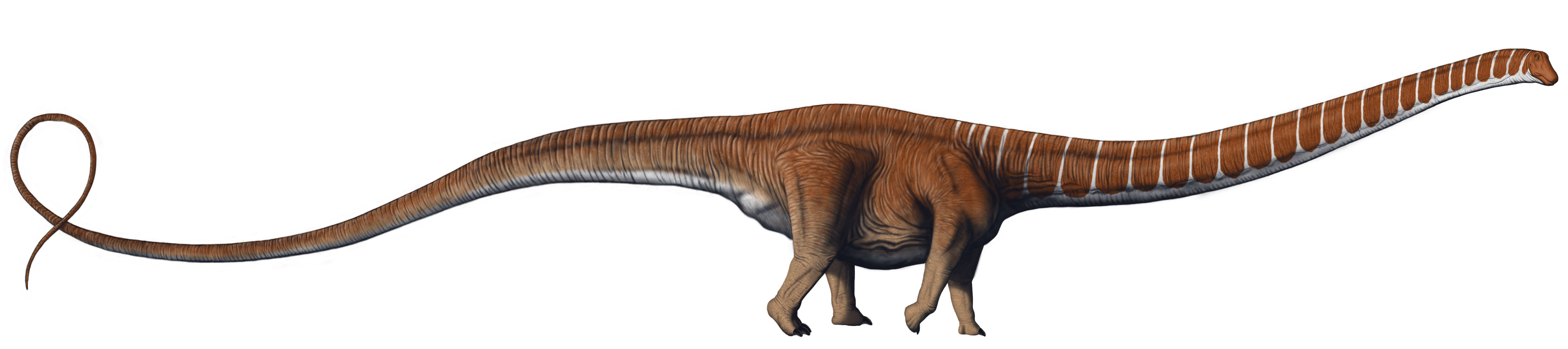 Artwork depicting a Barosaurus dinosaur