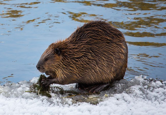 A large brown rodent with large webbed feet squats at the edge of a snow-covered riverbank, holding vegetation in its hands.
