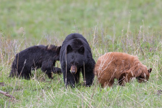 Three bears forage in the grass. The large bear in the middle is the mother, with black fur on her body, and a brown nose. The cub to her left has black fur, while the cub to the right is light brown.