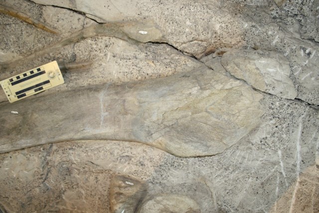 dinosaur national monument wall of bones