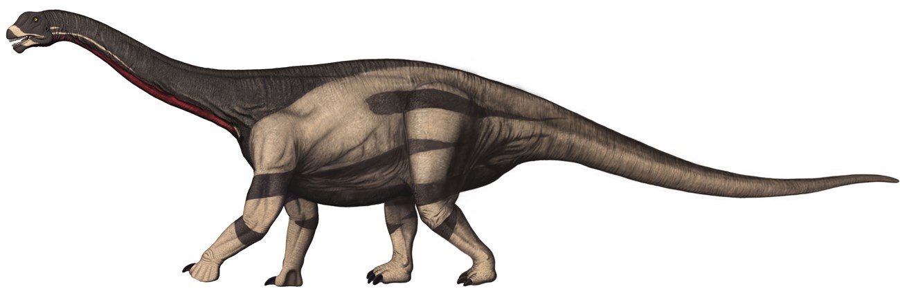 Artwork depicting a Camarasaurus dinosaur