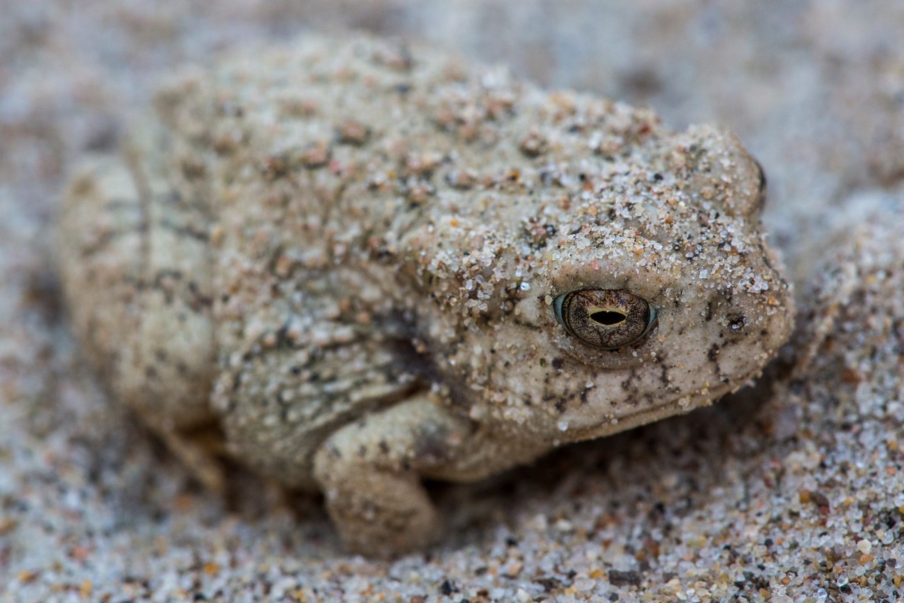 A beige colored toad blends perfectly into its sandy habitat.