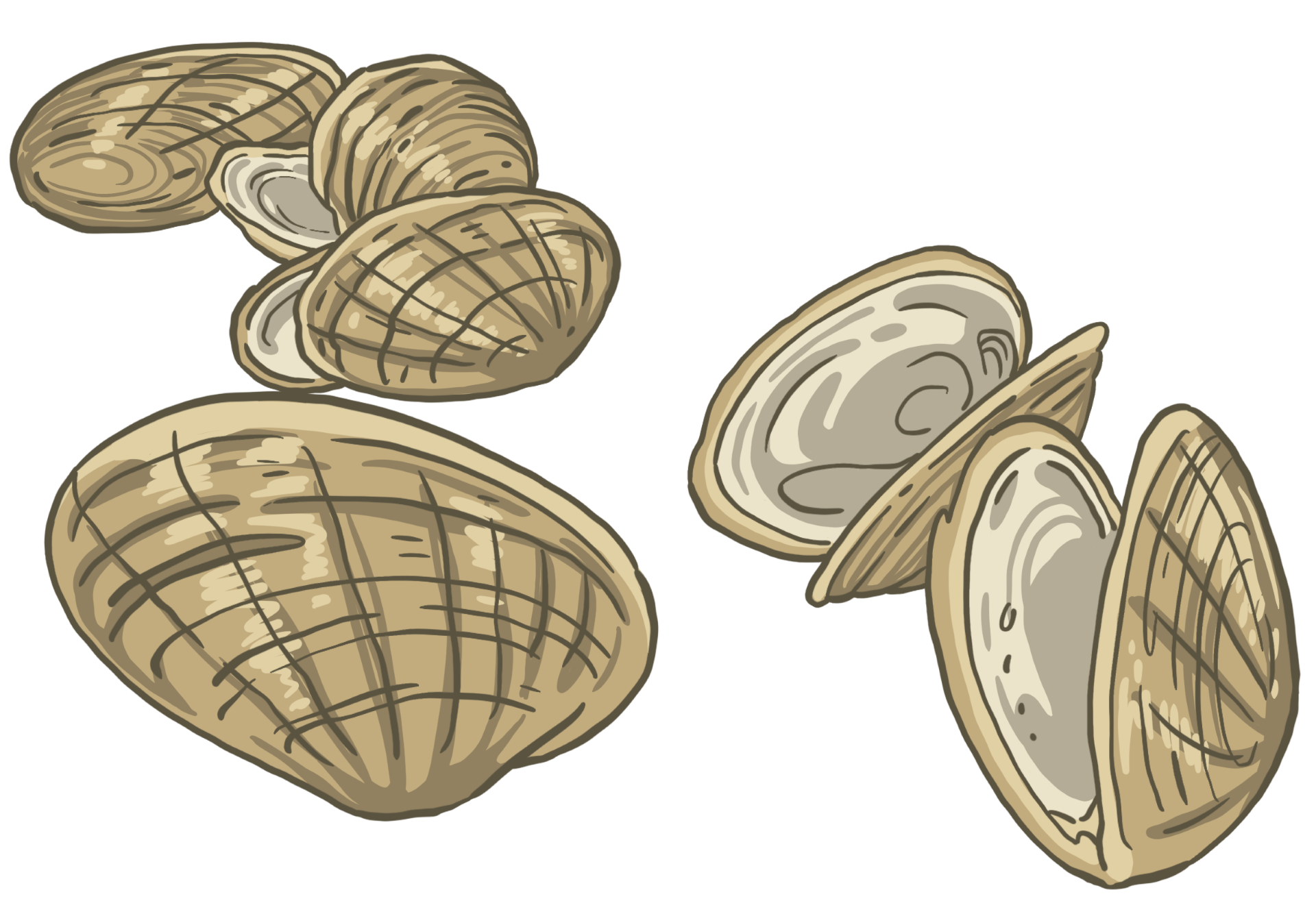 A drawing of several clams with their shells open.