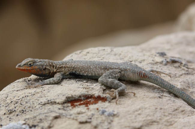 A gray lizard with orange coloring around the mouth, teal spots on its back, and a faint bluish patch on its side resting on a tan rock.