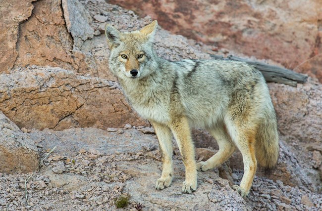 A fluffy wolf-like creature about the size of a border collie, with tan and gray fur, stands among reddish-colored rocks.