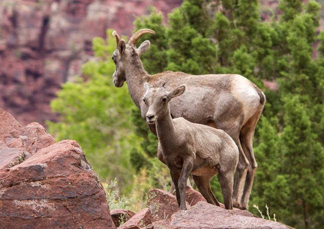 Two bighorn sheep stand together on a rocky ledge. The one in the back is larger, a female with short curved horns. The one in front is a baby, with tiny triangular horns just beginning to sprout.