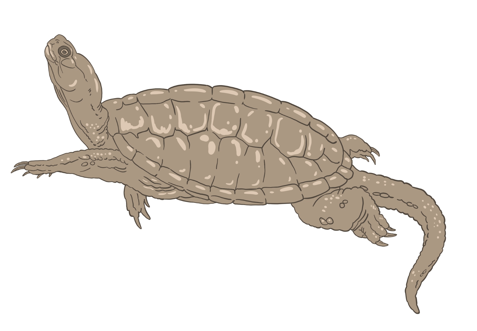 An artist interpretation of how the Jurassic turtle Dinochelys whitei may have looked. The drawing is heavily inspired by modern pond turtles.