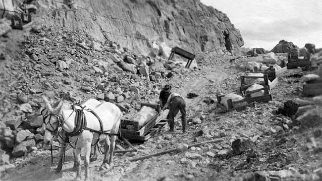A black and white photograph of the Carnegie Quarry excavation site. In front of the quarry wall, which is painted with grid lines, two men load a jacketed dinosaur fossil onto a travois pulled by two mules.