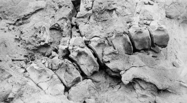 A black and white photograph of the eight tail bones that prompted Earl Douglass to begin digging. The bones are naturally eroding out of the rock as Douglass would have seen them in 1909.
