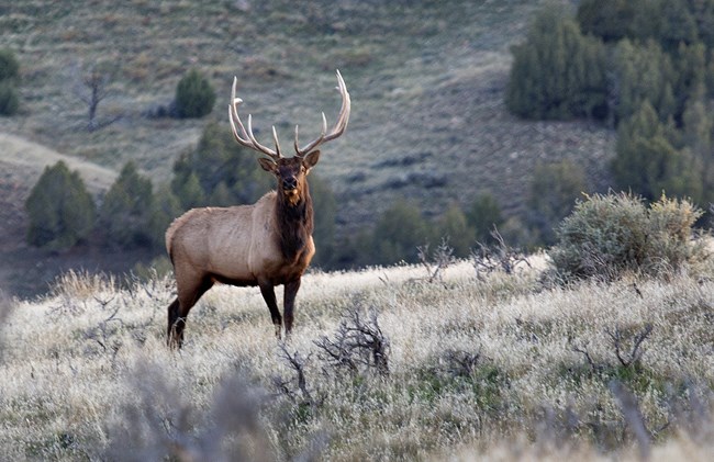 A large deer-like animal with a light brown body and a dark brown face, and massive forked antlers stands in a field.