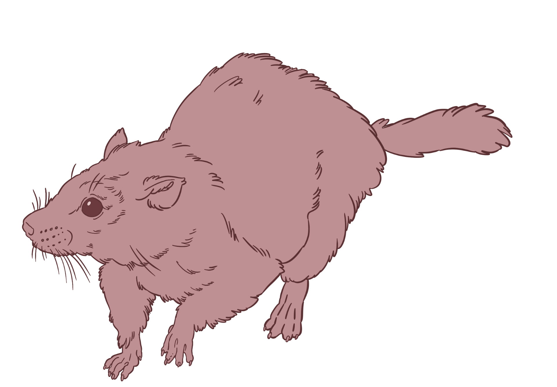A drawing of a small mammal from the Late Jurassic period. It resembles a rat.