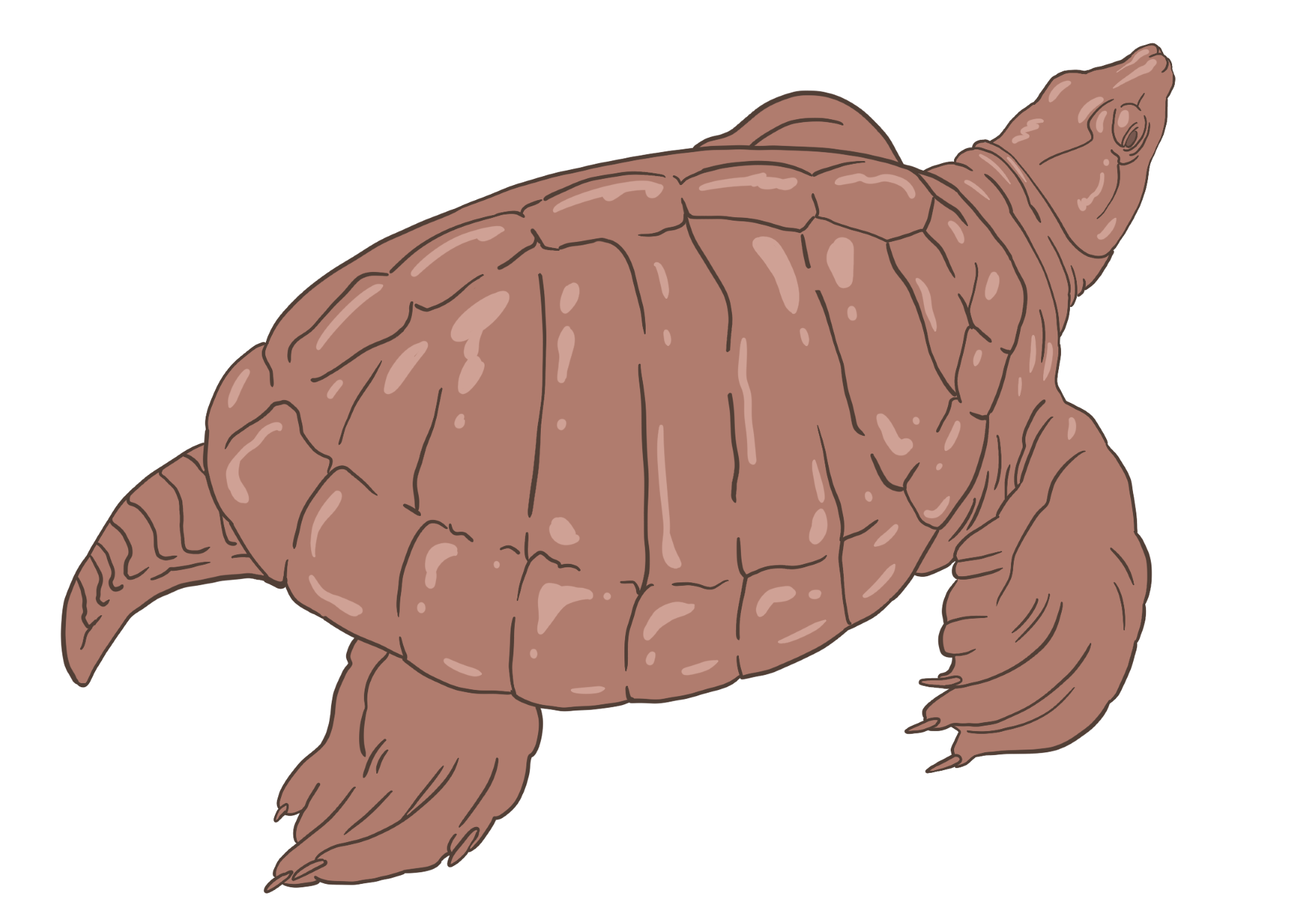 An artist's depiction of Glyptops, a kind of Late Jurassic turtle.