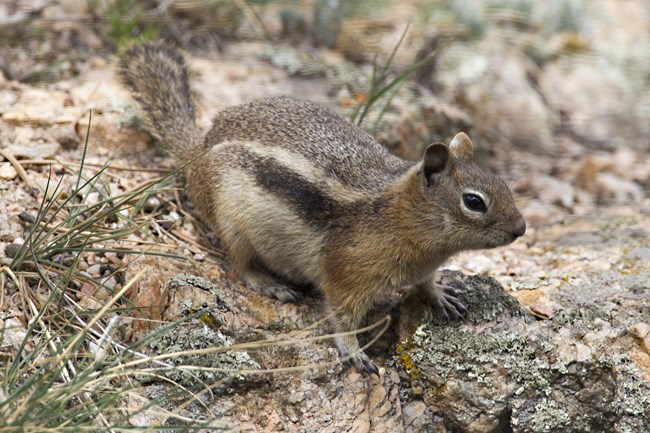 A large squirrel with brown fur and a black and white stripe running from the shoulder to bum stands on lichen covered rocks.