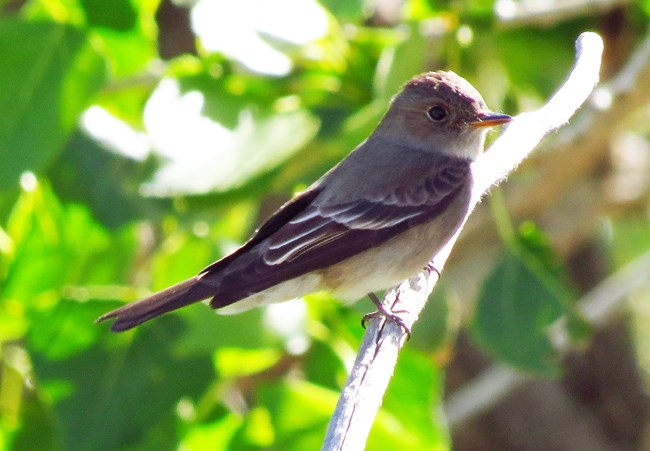 A small Gray Flycatcher bird with a pointed beak perches on a branch. The head is gray, the wings are black and white, and the belly is pale.