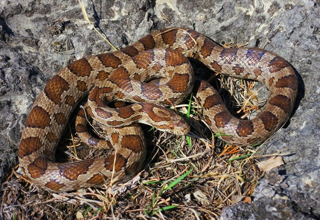 A light brown snake with darker brown blotches is coiled on a gray rock.