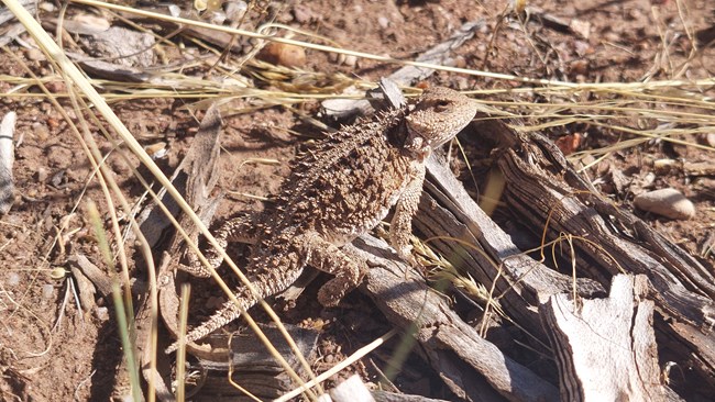 A small, stout lizard covered in rough skin with bumps and spikes.