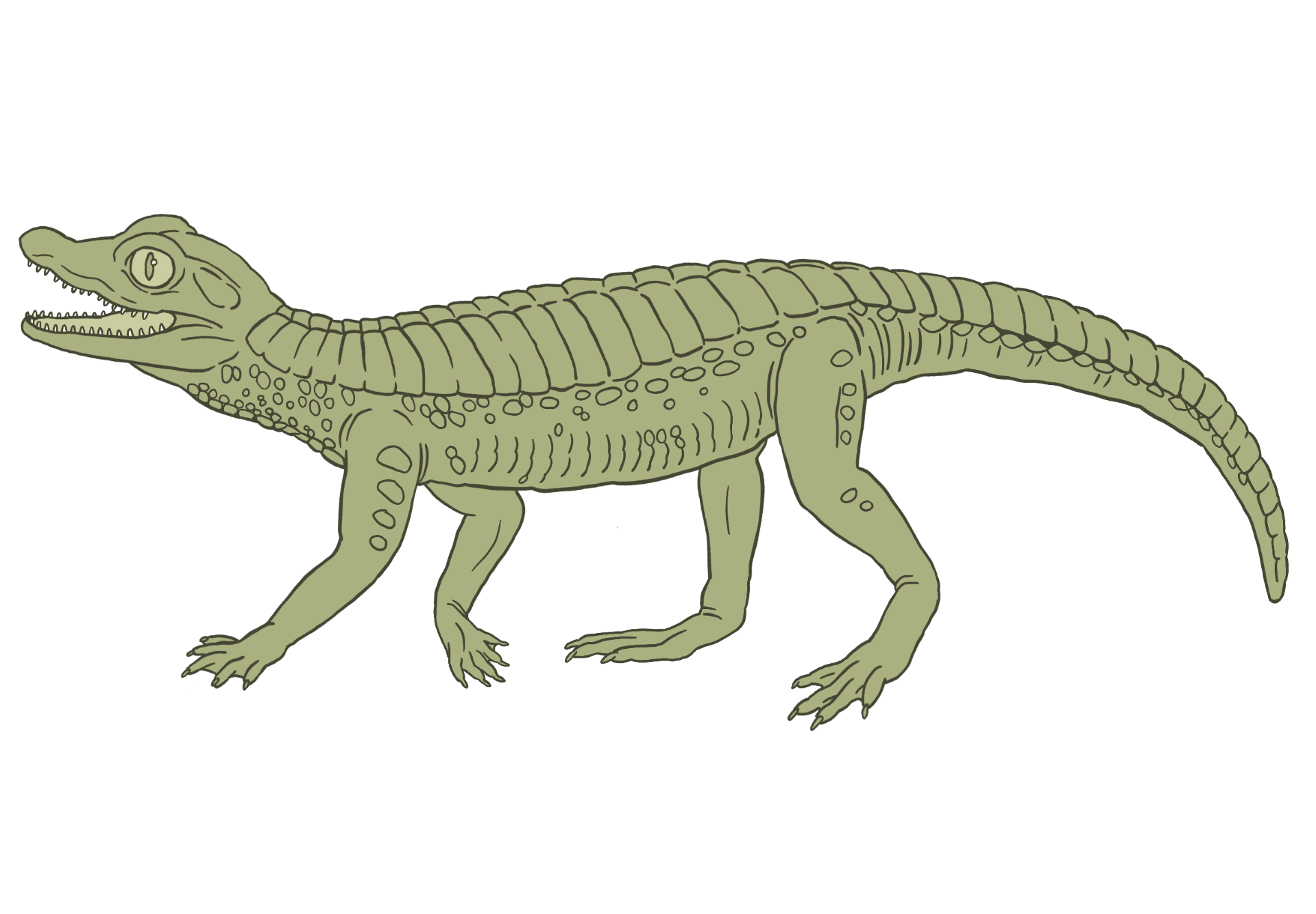 A drawing of a small, running crocodilian called Hoplosuchus kayi.