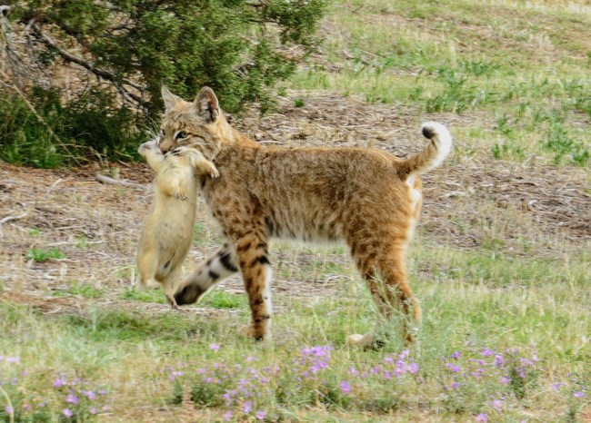 A cat about the size of a cocker spaniel, with long legs, tan-colored fur, light spots, black-tipped ears, and a bobbed tail carries a dead prairie dog in its mouth.