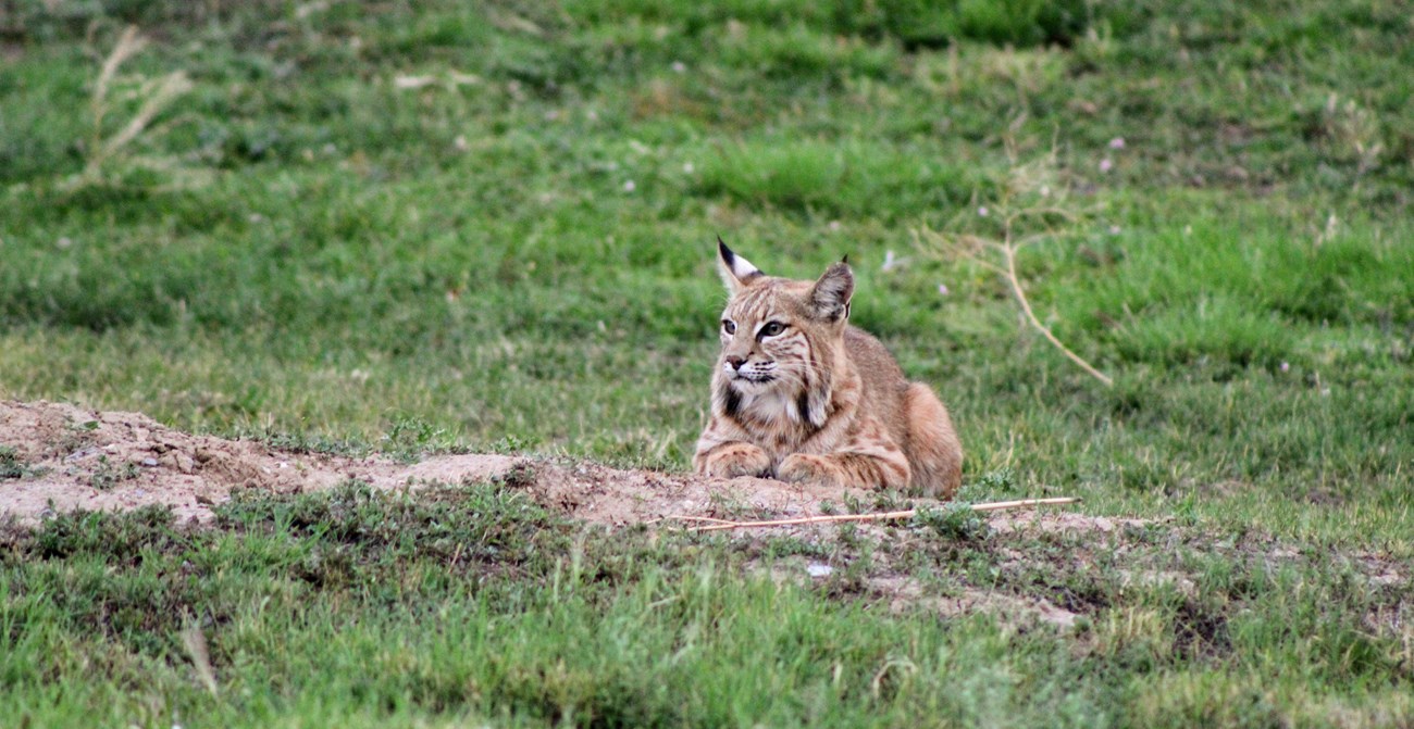 A bobcat lying at the edge of a dirt mound that's actually the edge of a prairie dog burrow.